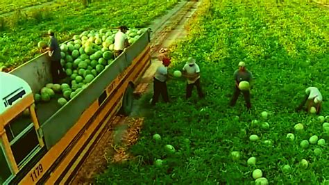 Worlds Largest Watermelon Farm Technology Watermelon Harvesting