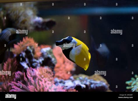 The Foxface Rabbitfish Siganus Vulpinus Tropical Marine Aquarium