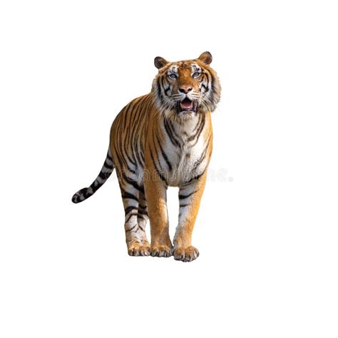 Tiger Roaring Isolated on White Background. Stock Photo - Image of ...