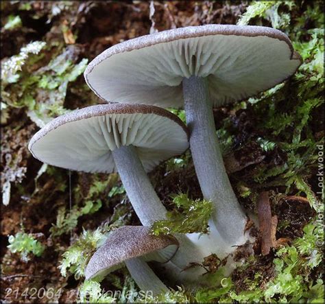 2142064 Leptonia sp.
