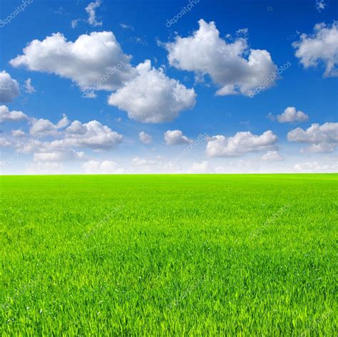 Green grass and sky Stock Photo by ©Ale-ks 5320708