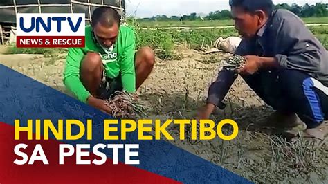 Pamatay Sa Pesteng Harabas Na Gamit Ng Mga Magsasaka Sa Nueva Ecija