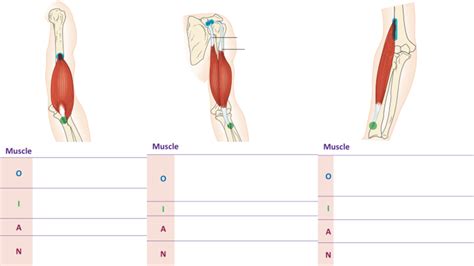 Elbow Muscles 2 Diagram Quizlet