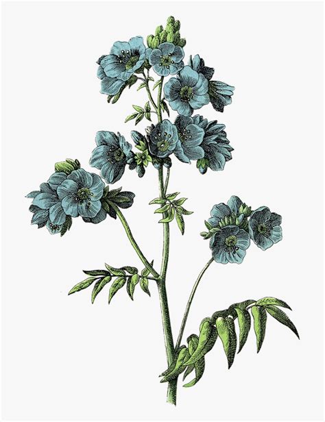 Vintage Draw Flower Aesthetic Drawing Printable Botanical Prints