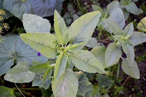 Annual Herbaceous Plant Amaranth Amaranthus Retroflexus Beautiful