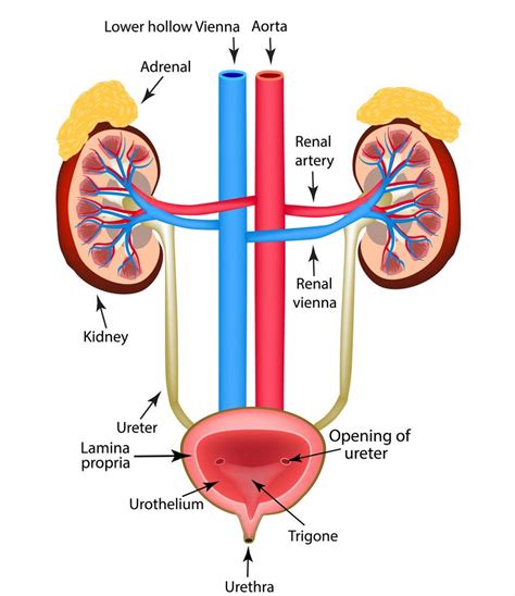 Mengenal Ginjal Organ Di Sistem Sekresi Manusia