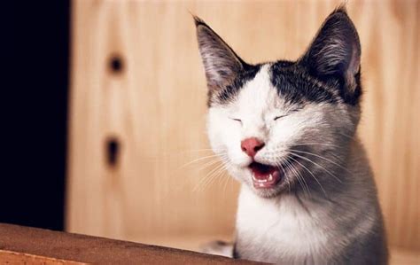 The Ultimate List of Punny Cat Names - 150+ Hilarious Names