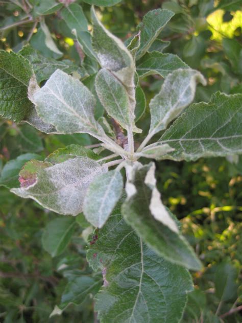 Powdery Mildew Purdue University Facts For Fancy Fruit