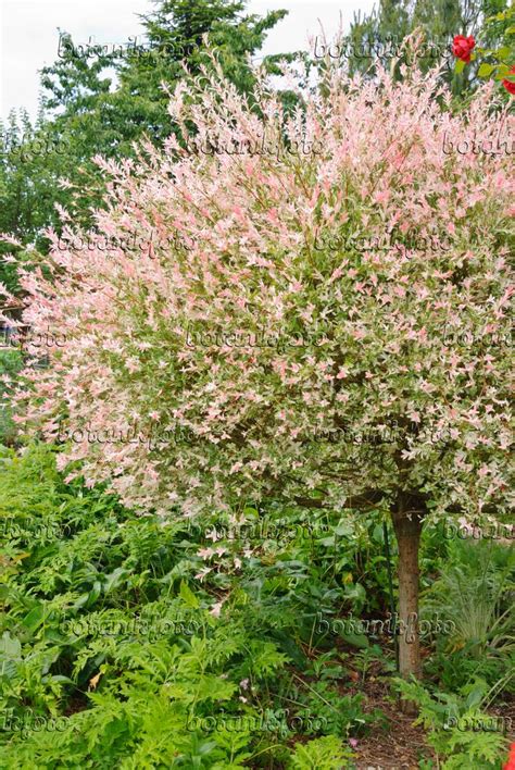 Salix Integra Hakuro Nishiki Dappled Willow Tree Dappled Willow Images