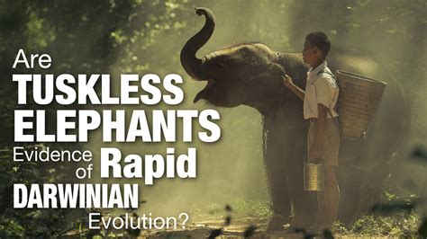 Are Tuskless Elephants Evidence of Rapid Darwinian Evolution ...