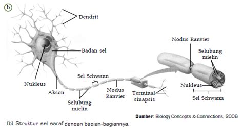 Gambar Struktur Jaringan Saraf – pulp