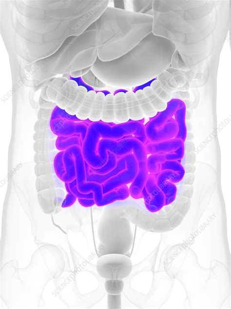 Male Small Intestine Illustration Stock Image F Science