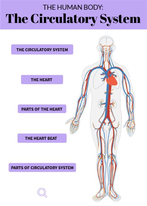 Circulatory System Diagram And Functions