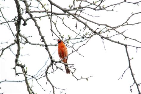 Kardinal Utara Burung Foto Gratis Di Pixabay Pixabay