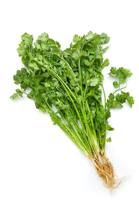 Bunch Of Fresh Coriander Leaves Isolated On White Background Stock