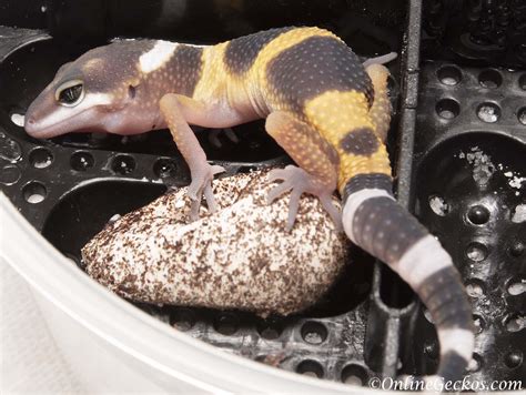 Leopard Gecko Hatchling Atelier Yuwa Ciao Jp