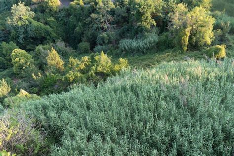 Mediterranean vegetation stock image. Image of mediterranean - 123481593