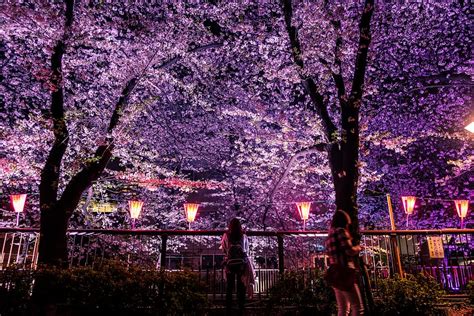Cherry Blossom Wallpaper Night