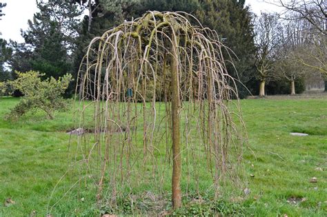 Baltasis šilkmedis 'Pendula' (Morus alba)
