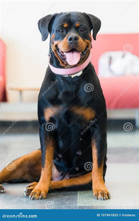 Cão Da Fêmea De Rottweiler Imagem De Stock Imagem De Protetor 101961835