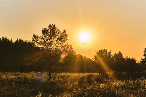 Bright Sunset and Sun Rays Background Forest and Forest Clearing. Stock ...