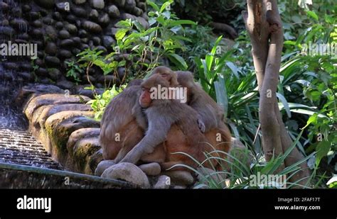 Monkey Jungle Congo Stock Videos And Footage Hd And 4k Video Clips Alamy