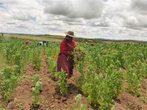 Uno de los mayores productores de quinua en el Perú convive con la