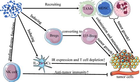 Frontiers IL 35 Regulates The Function Of Immune Cells In Tumor