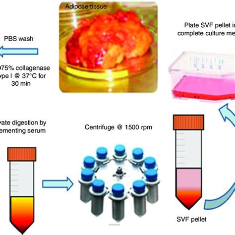 Human Adipose Tissue Derived Stem Cells Culture Viability And