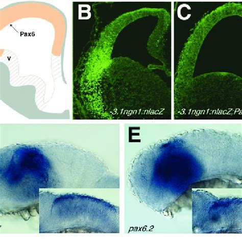 The Ngn Gfp Zebrafish Transgene Recapitulates The Pattern Of