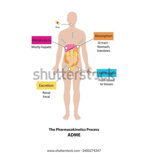 Diagram Showing Pharmacokinetic Parameters Adme Absorption Stock Vector