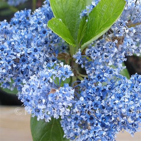 Ceanothus Arboreus Trewithen Blue Californian Lilac Peter Beales