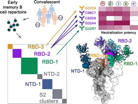 Antibodies Induced By An Ancestral Sars Cov 2 Strain That Cross