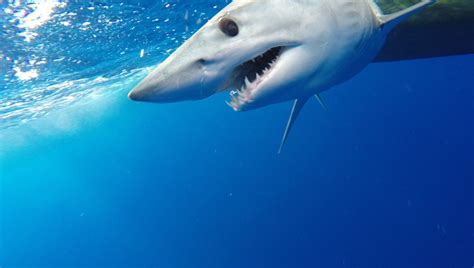 Wild Video Shows Moment A Huge Mako Shark Jumps Aboard Fishing Boat ...