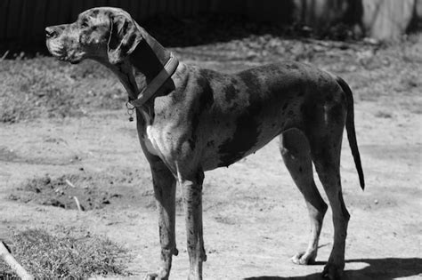 Premium Photo Great Dane Standing