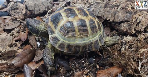 Keeping The Russian Tortoise As A Reptile Pet By Xyzreptiles Xyzreptiles