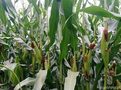 Kukurydza zdjęcie fotka foto numer 818699 Galeria rolnicza agrofoto