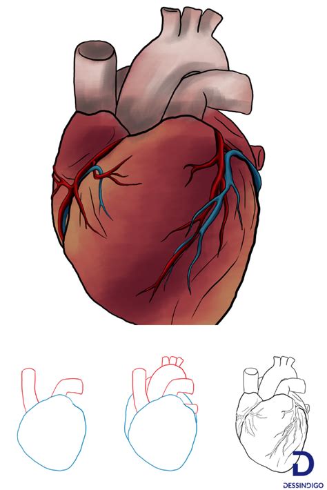 Comment Dessiner Un Coeur Humain Comment Dessiner Un Coeur Dessin