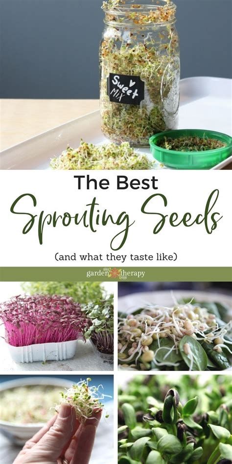 The Best Sprouts To Eat And How To Grow Them From Seed Artofit