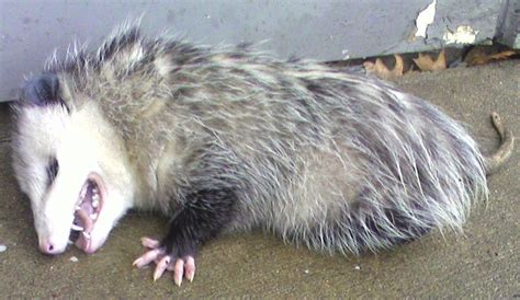 File:Opossum2.jpg - Wikipedia