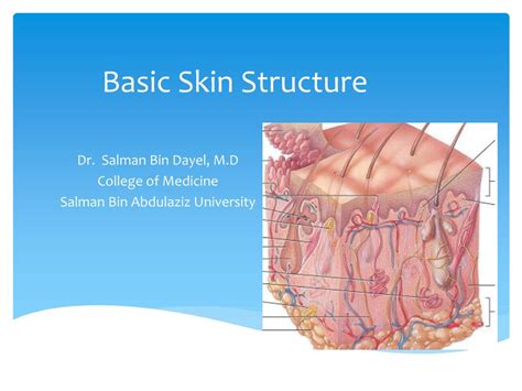 Ppt Basic Skin Structure Powerpoint Presentation Free Download Id