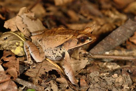 The Long Nosed Horned Frog The Famous Leaf Frog My Animals