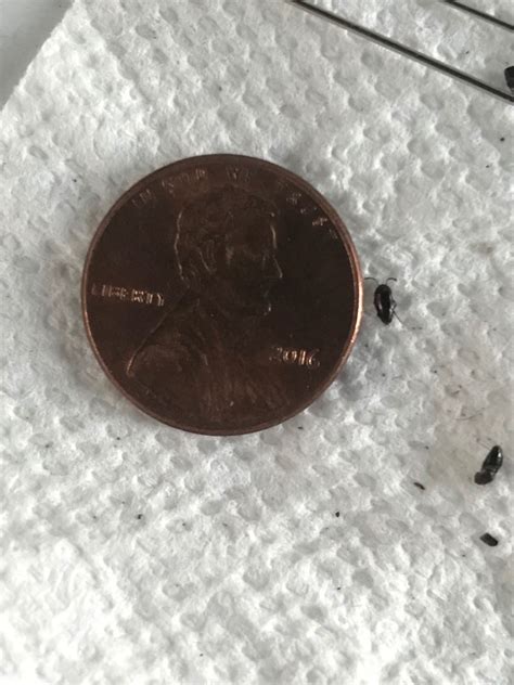 Identifying Small Black Bugs Thriftyfun