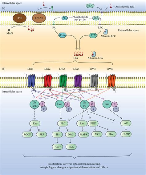 Lpa Production Metabolism And Signaling A Lpa Species Are Derived