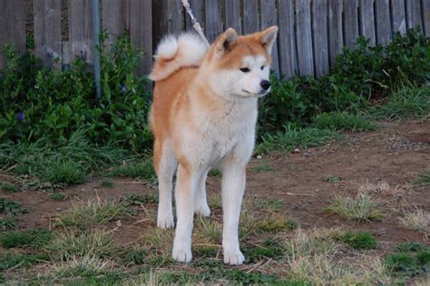 The Akita