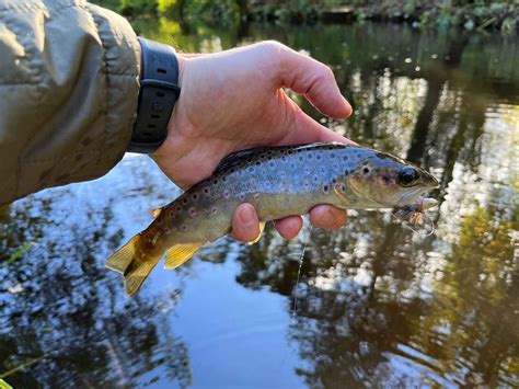 November Dry Fly Action Wild Brown Trout Frensham Trout Fishery