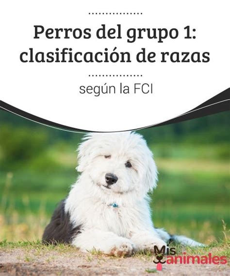 Perros del grupo 1 clasificación de razas según la FCI Mis Animales