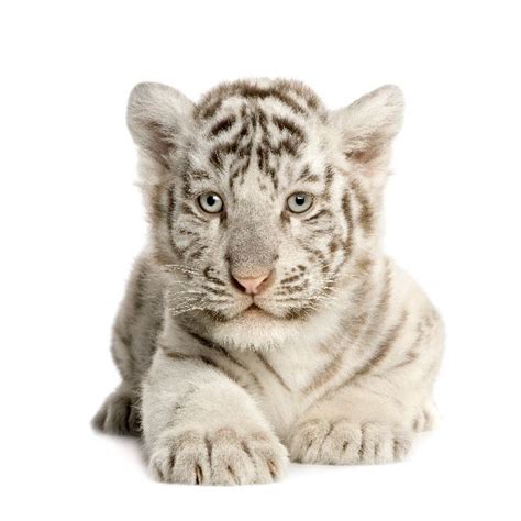 White Siberian Tiger Cub - Animal Facts and Information