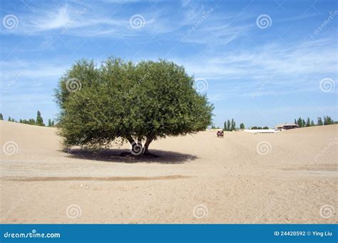 Lonely Tree In Desert Stock Photo Image Of Blue Plants 24420592