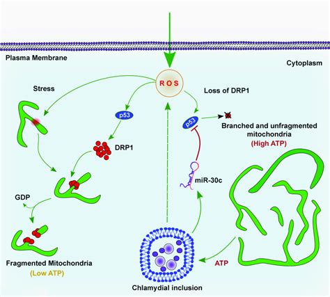 2 1 A Schematic Representation Of The MiR 30c Mediated Protective